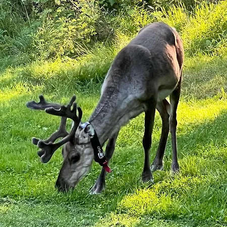 Apartment Kuusirinne 2b -a Cozy Near The Slopes Of Ruka